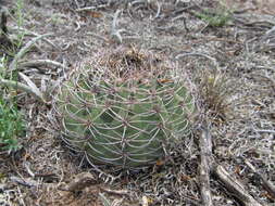 Image of Gymnocalycium castellanosii Backeb.