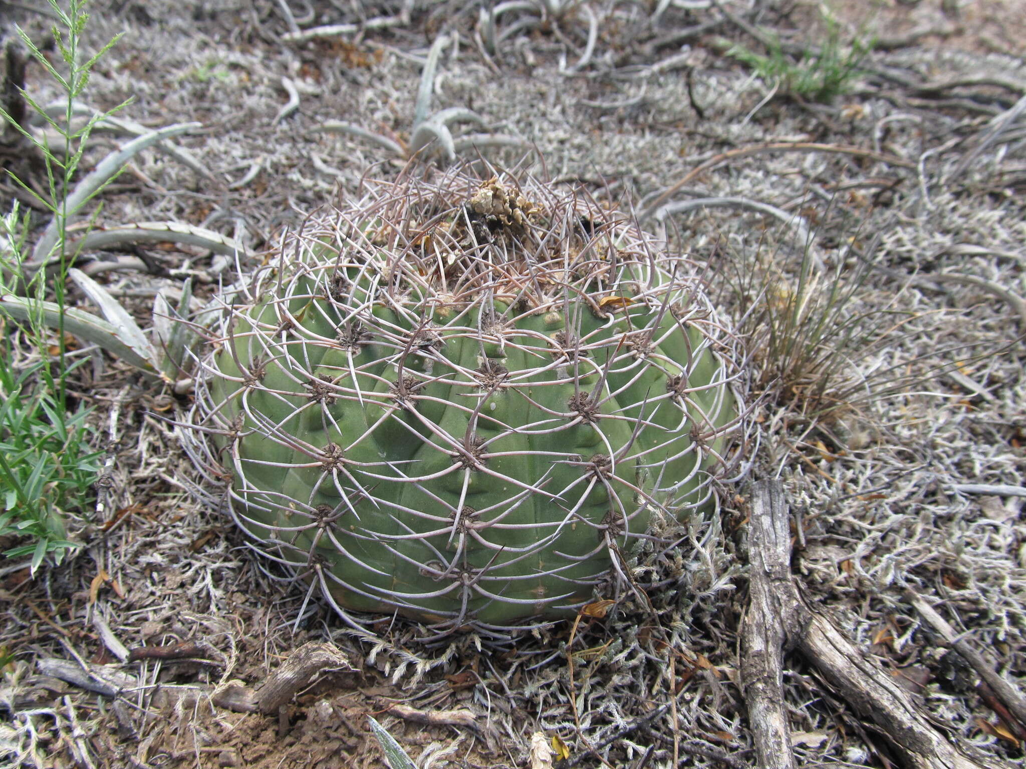 Image of Gymnocalycium castellanosii Backeb.