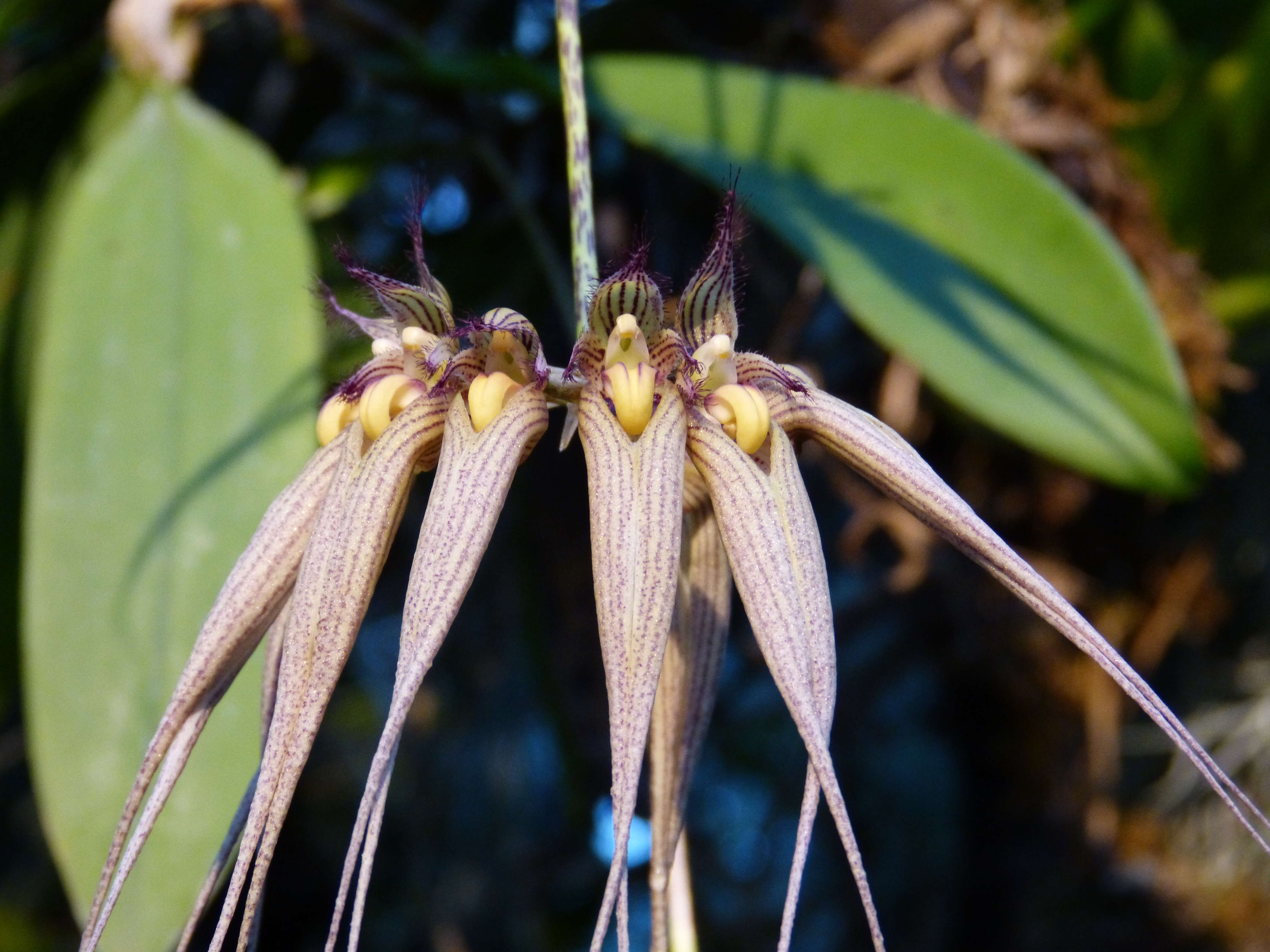 Imagem de Bulbophyllum macraei (Lindl.) Rchb. fil.