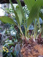 Image of Coelogyne tomentosa Lindl.