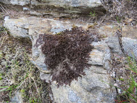 Image of Frullania teneriffae (F. Weber) Nees