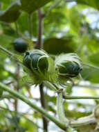 Image of upland cotton