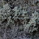 Image of Shrubby rim-lichen;   Rim lichen