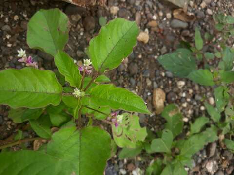 Image of false amaranth