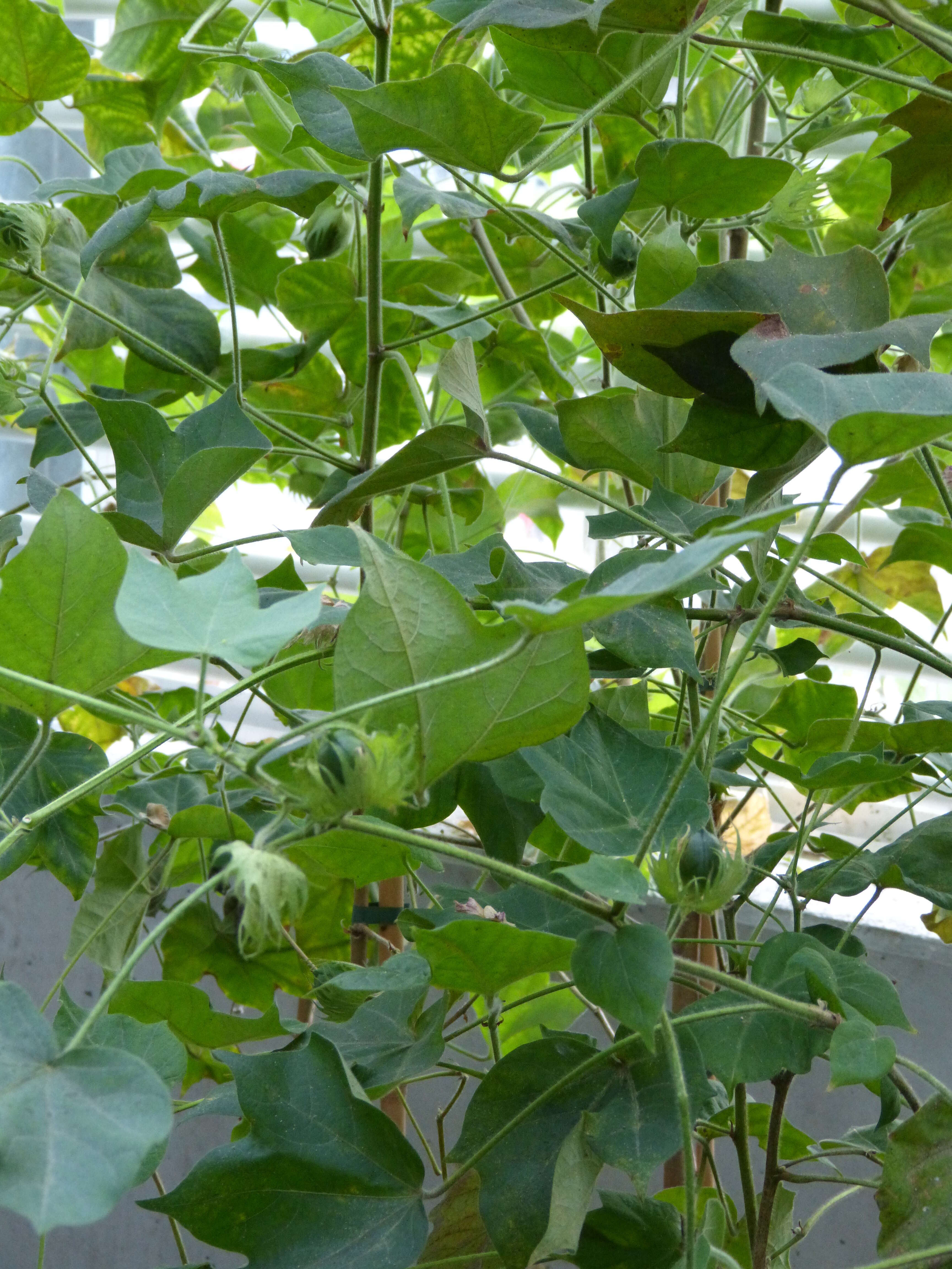 Image of upland cotton