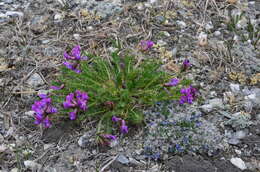 Image de Oxytropis middendorffii Trautv.