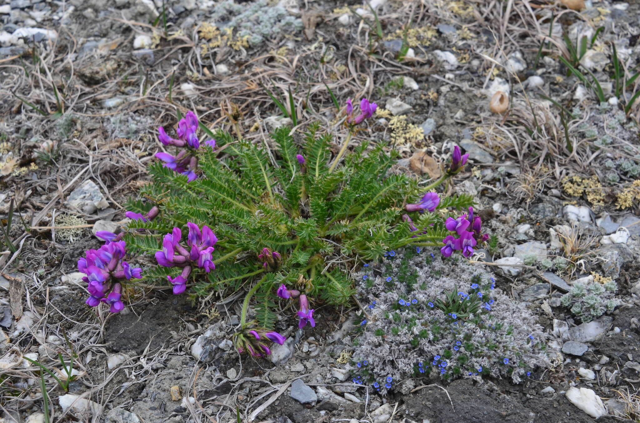 Image de Oxytropis middendorffii Trautv.