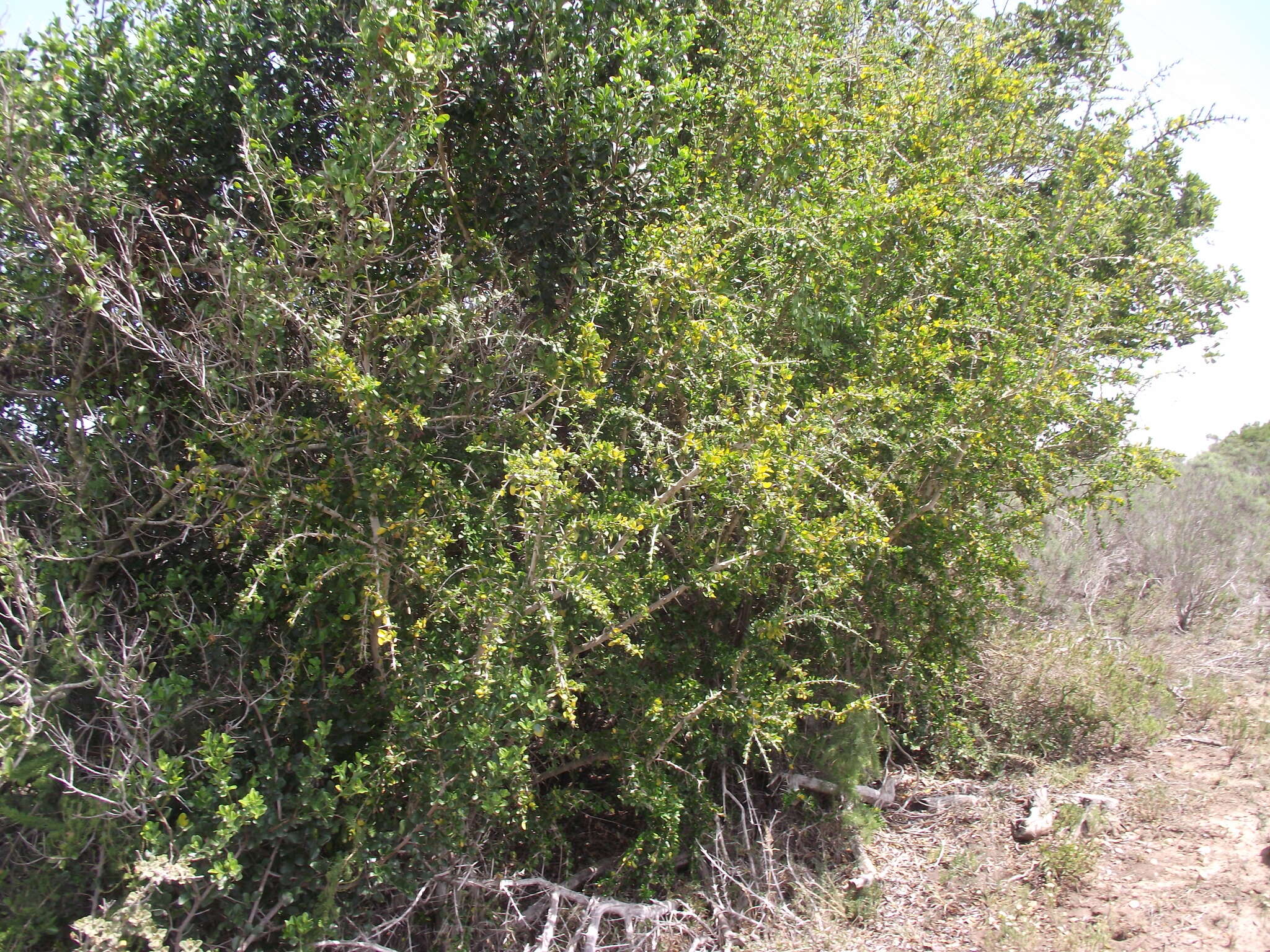 Image of Canthium spinosum (Klotzsch ex Eckl. & Zeyh.) Kuntze