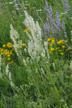 Image of Nepeta nuda subsp. nuda