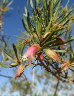 Eremophila latrobei F. Muell.的圖片