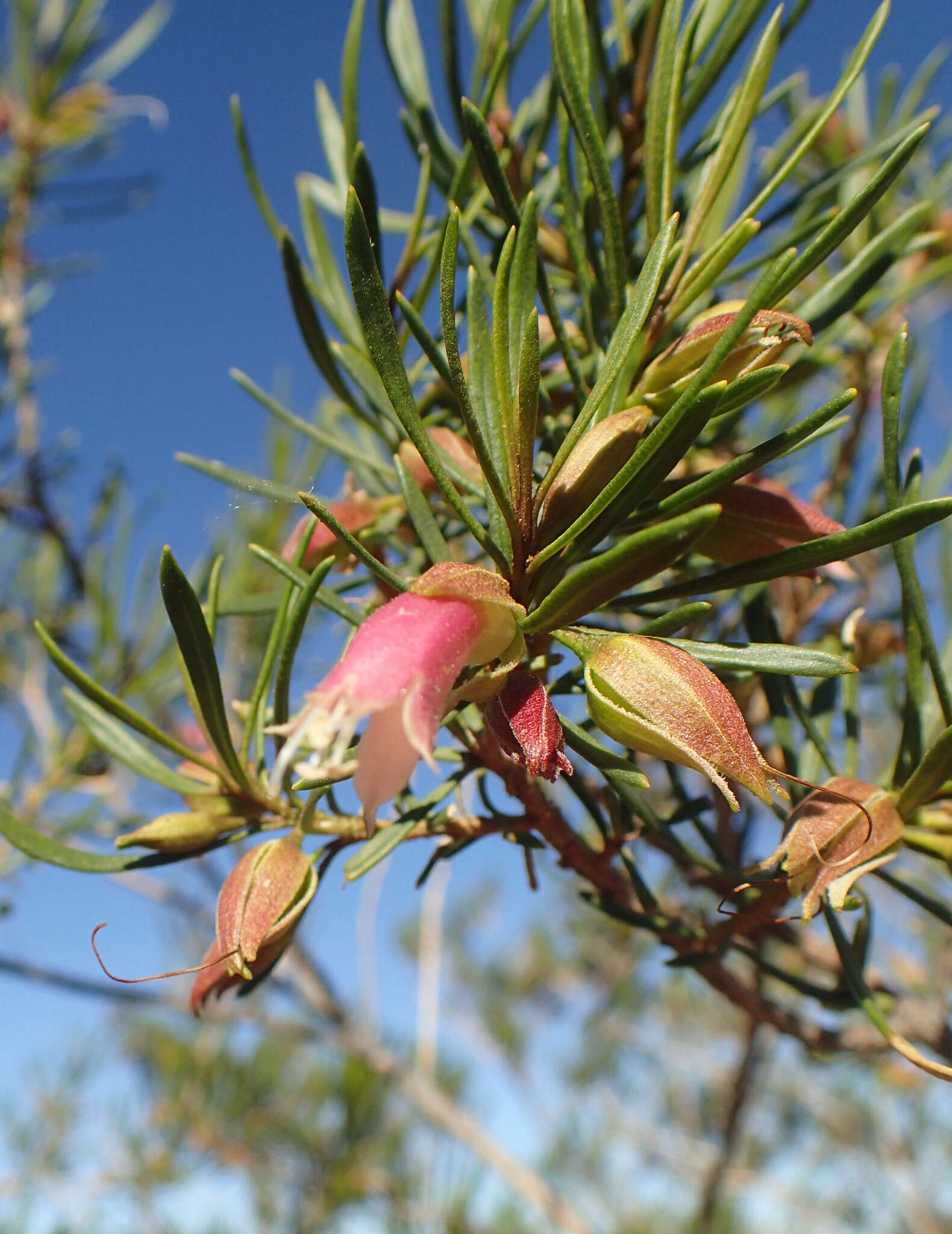 Eremophila latrobei F. Muell.的圖片