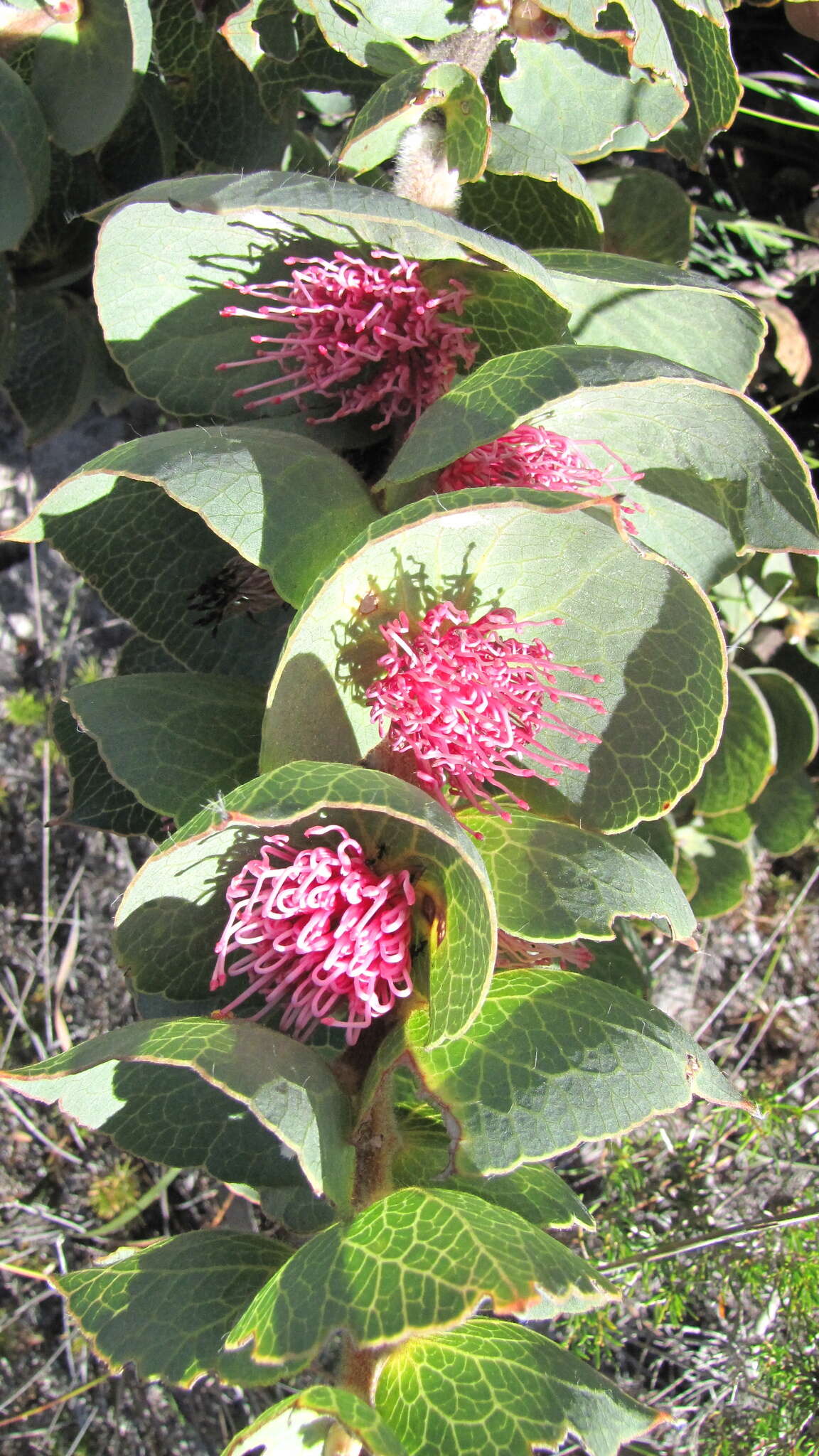 Image of Hakea cucullata R. Br.