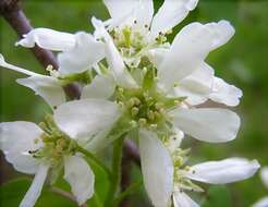 Image of Canadian serviceberry