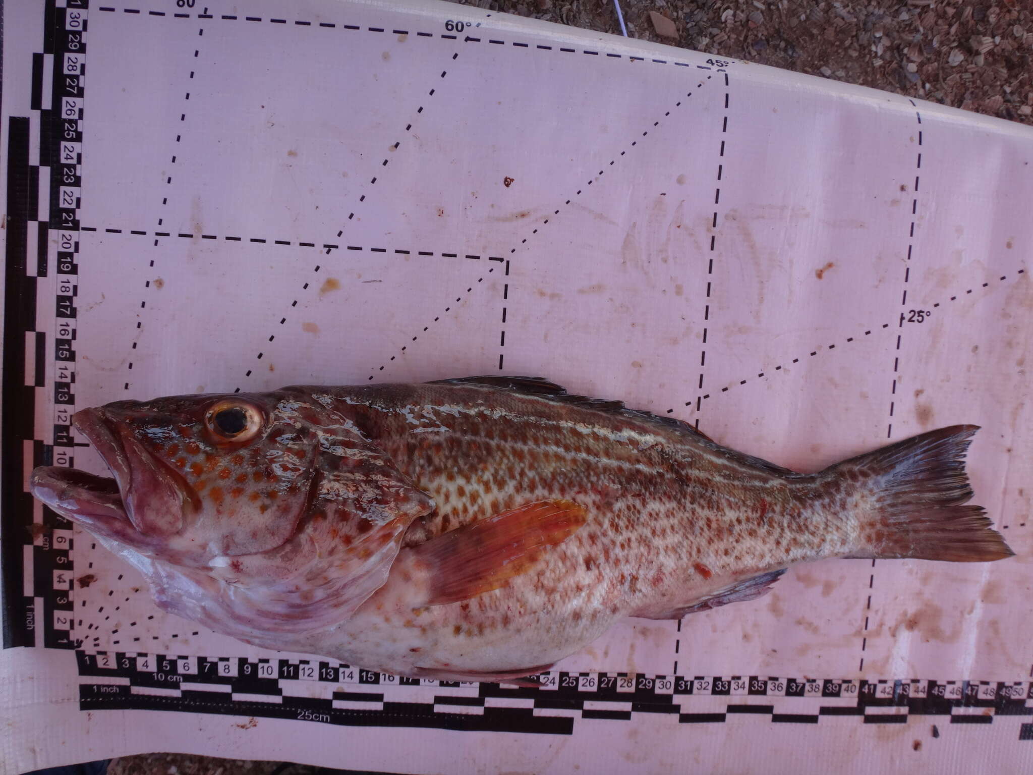 Image of Goldspotted sand bass