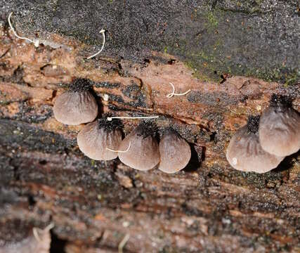 Resupinatus subapplicatus (Cleland) Grgur. 1997 resmi