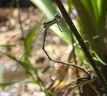 Image of Smoky Spreadwing