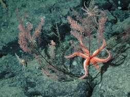 Image of black corals