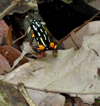 Image of Brazil-nut Poison Frog