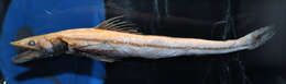 Image of deep-sea lizardfishes