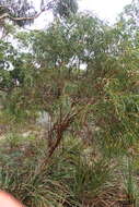 Слика од Eucalyptus amygdalina Labill.