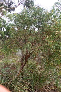 Слика од Eucalyptus amygdalina Labill.