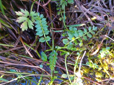 Image of Creeping marshwort