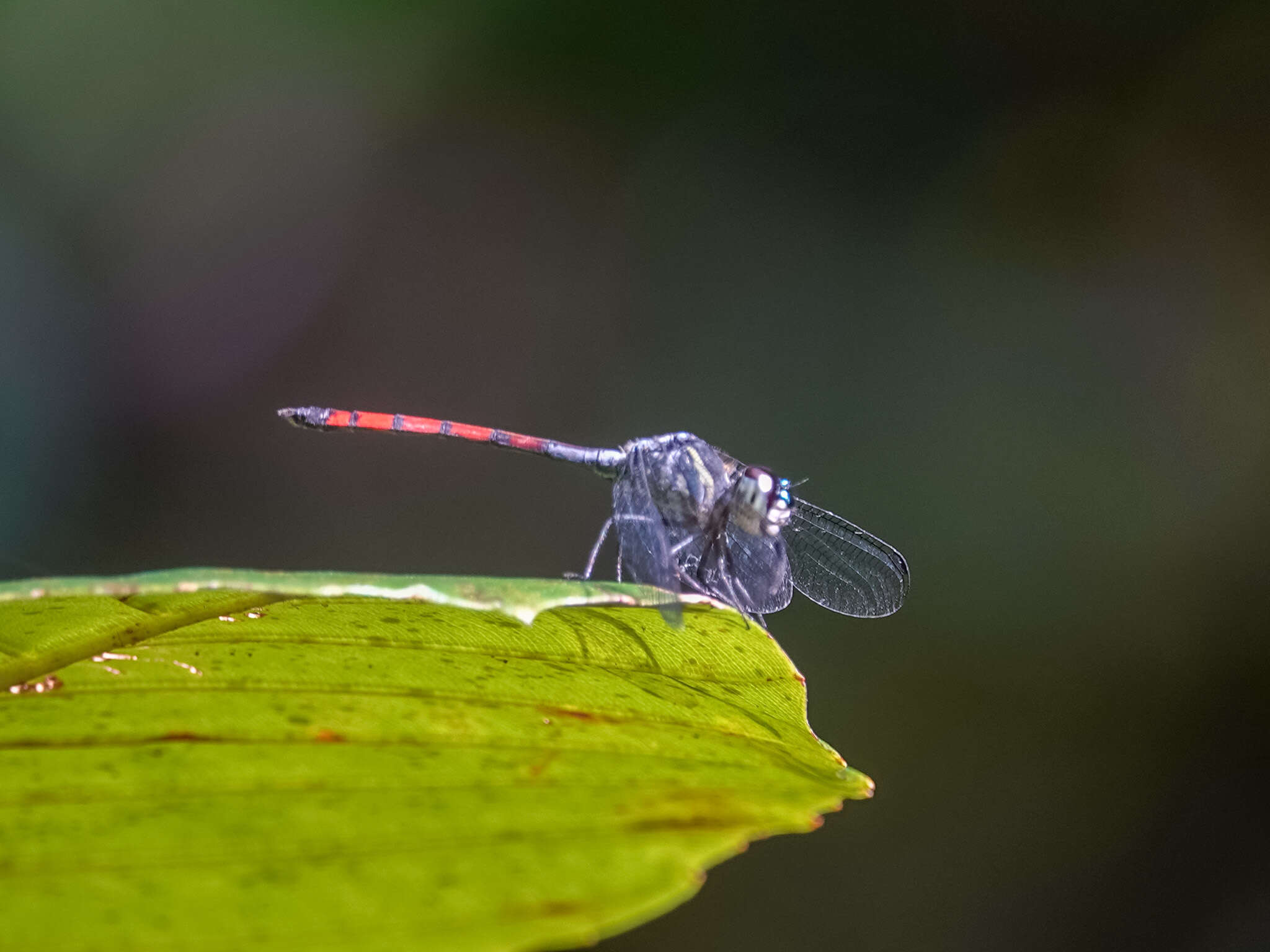 Nesoxenia lineata (Selys 1879) resmi