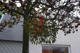 Image of European mistletoe