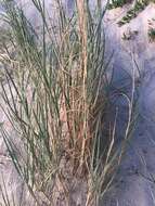 Imagem de Panicum racemosum (P. Beauv.) Spreng.