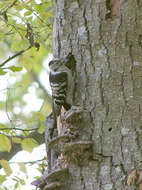 Image of Lesser Spotted Woodpecker