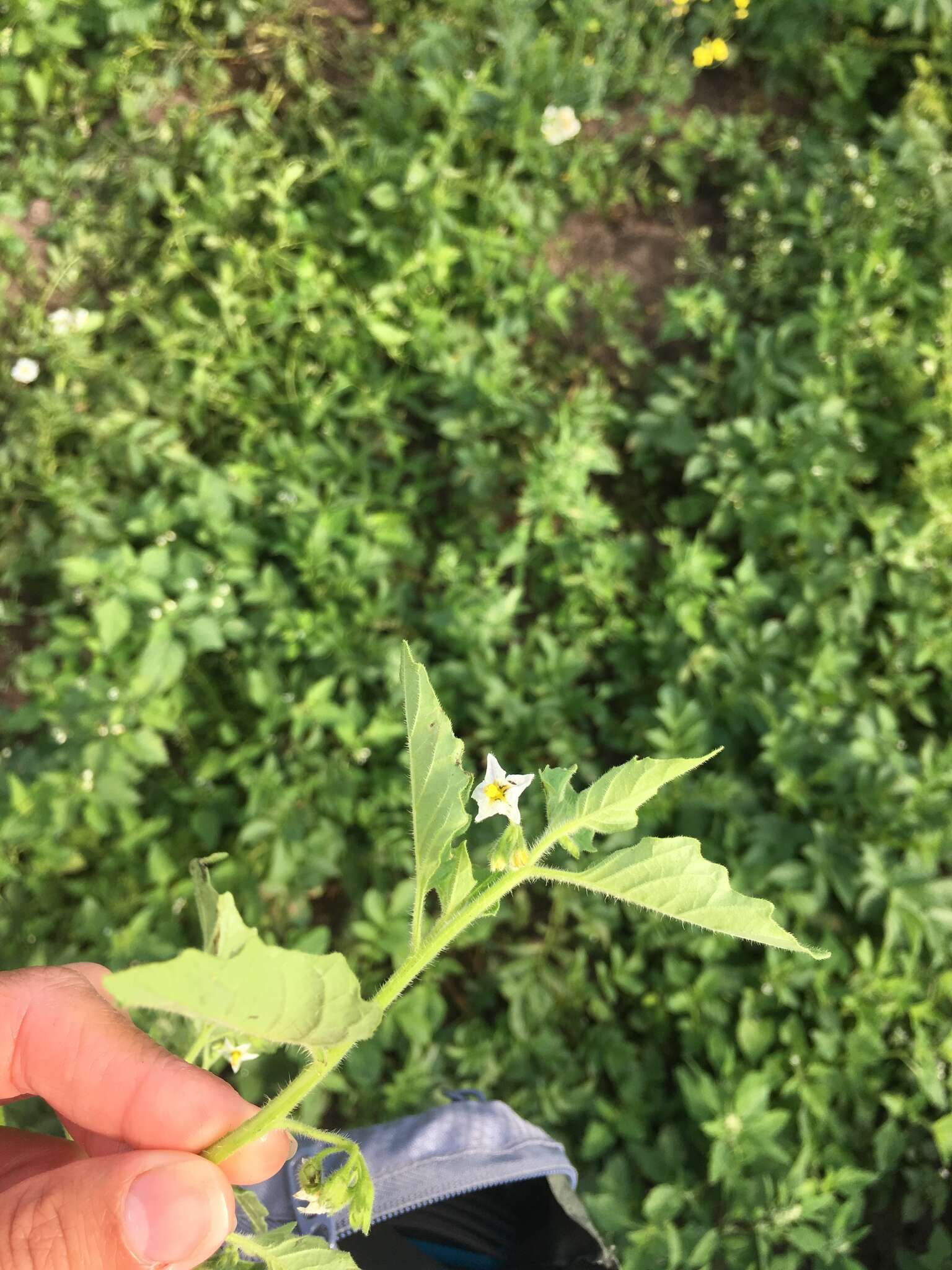 Imagem de Solanum physalifolium Rusby