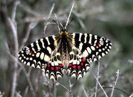 Image of Zerynthia rumina (Linnaeus 1758)