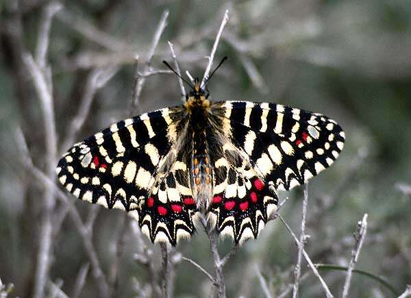 Image of Zerynthia rumina (Linnaeus 1758)