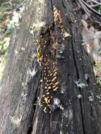 Image of Calocera sinensis McNabb 1965