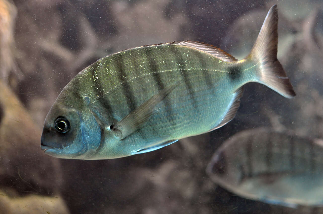 Image of White Seabream