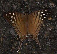 Image of Dappled Daggerwing