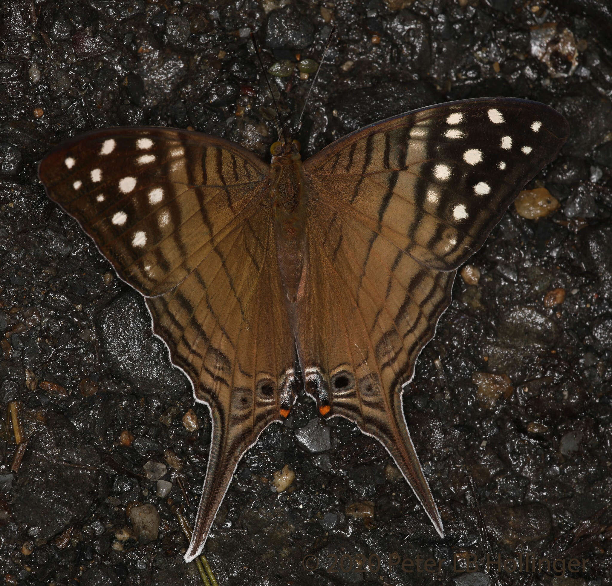 Image of Dappled Daggerwing