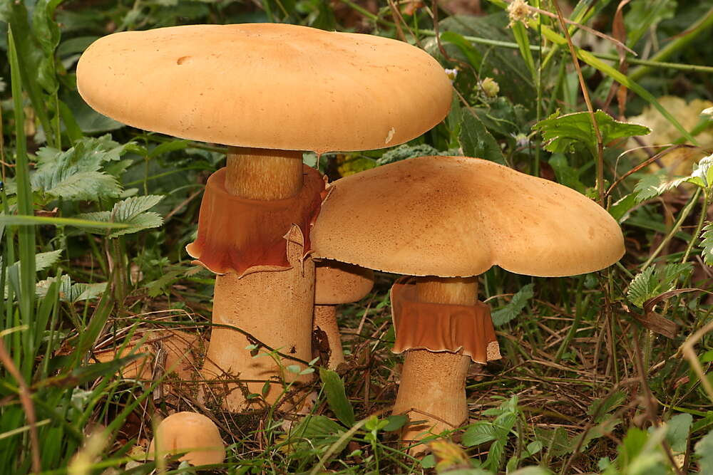 Image of Phaeolepiota