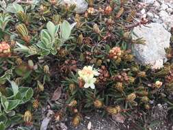 Imagem de Rhododendron tomentosum (Stokes) Harmaja