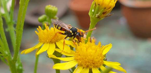 Image of Nomada fucata Panzer 1798