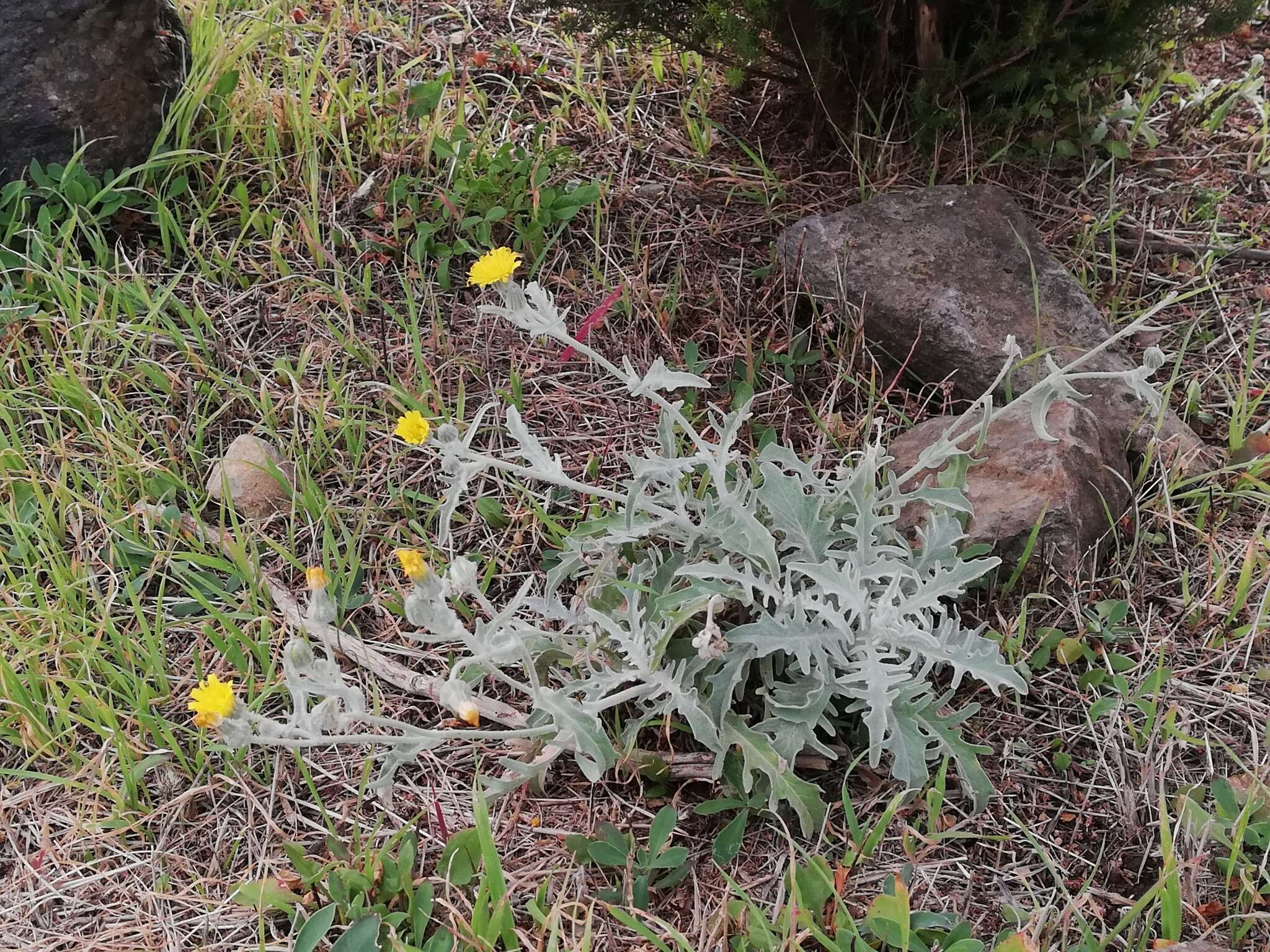 Image of Andryala pinnatifida subsp. pinnatifida