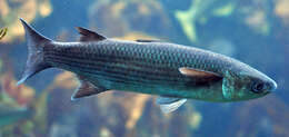 Image of Leaping Gray Mullet