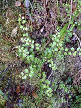 Image of Gaultheria antipoda Forst. fil.