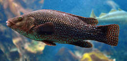 Image of Ballan Wrasse