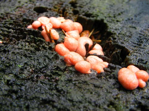 Image of Lycogala epidendrum