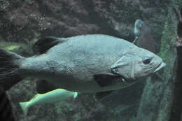 Image of Dusky Grouper