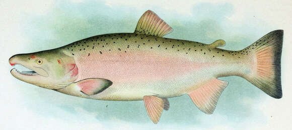 Image of Coho Salmon