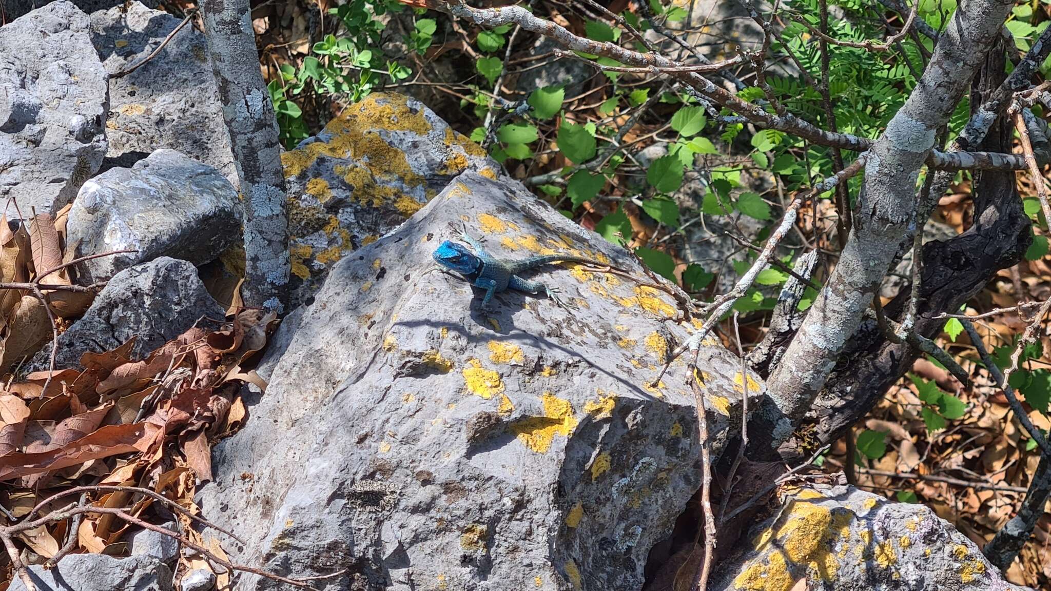 صورة Sceloporus minor cyaneus Treviño-saldaña 1988