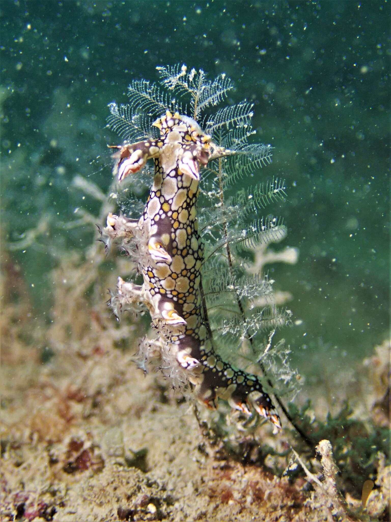 Image of Swimming nudibranch