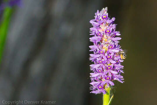 Imagem de Florilegus condignus (Cresson 1879)